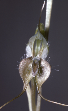 APII jpeg image of Oligochaetochilus insectifer  © contact APII