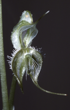APII jpeg image of Pterostylis ciliata  © contact APII