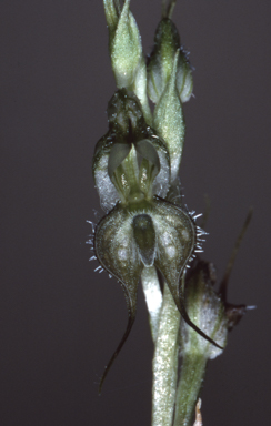 APII jpeg image of Pterostylis ciliata  © contact APII