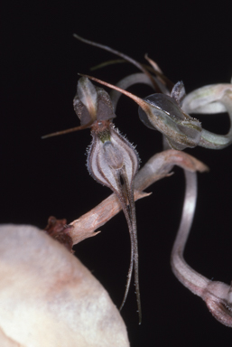 APII jpeg image of Oligochaetochilus despectans  © contact APII