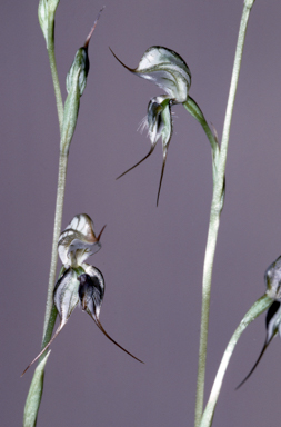 APII jpeg image of Oligochaetochilus insectifer  © contact APII