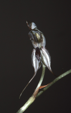 APII jpeg image of Oligochaetochilus elegantissimus  © contact APII