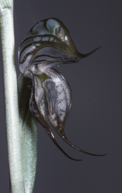 APII jpeg image of Pterostylis leptochila  © contact APII