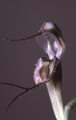 APII jpeg image of Oligochaetochilus macrosceles  © contact APII