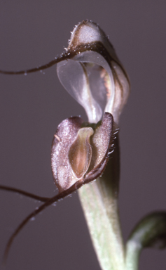 APII jpeg image of Oligochaetochilus macrosceles  © contact APII