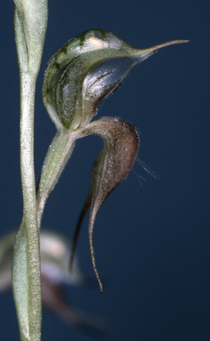 APII jpeg image of Oligochaetochilus mitchellii  © contact APII