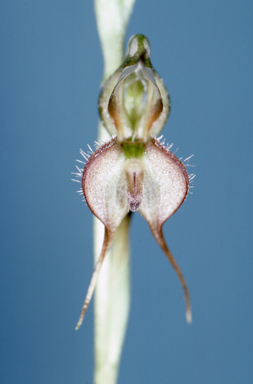 APII jpeg image of Oligochaetochilus mitchellii  © contact APII