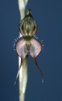 APII jpeg image of Oligochaetochilus mitchellii  © contact APII