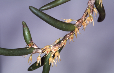 APII jpeg image of Oxysepala wadsworthii  © contact APII