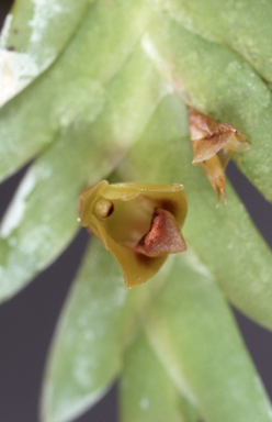 APII jpeg image of Davejonesia prenticei  © contact APII