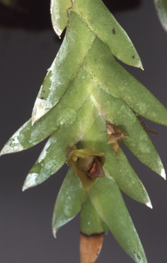 APII jpeg image of Davejonesia prenticei  © contact APII