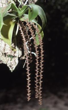 APII jpeg image of Peristeranthus hillii  © contact APII