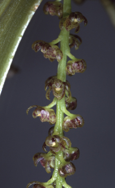 APII jpeg image of Peristeranthus hillii  © contact APII