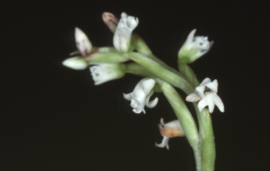 APII jpeg image of Peristylus candidus  © contact APII