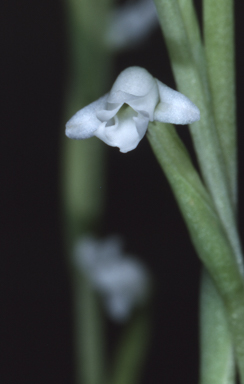 APII jpeg image of Peristylus candidus  © contact APII