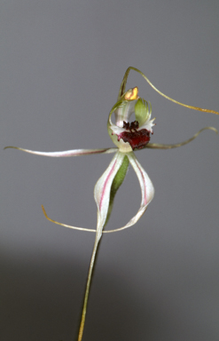 APII jpeg image of Caladenia aurulenta  © contact APII