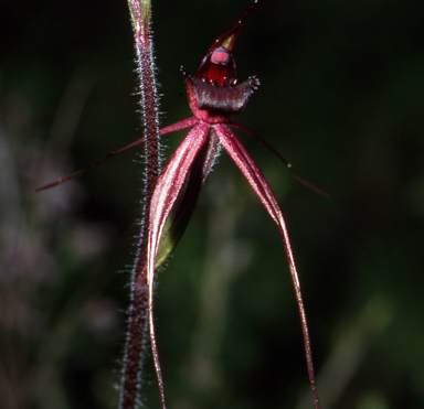APII jpeg image of Caladenia branwhitei  © contact APII