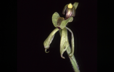 APII jpeg image of Caladenia bryceana  © contact APII