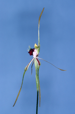 APII jpeg image of Caladenia dilatata  © contact APII