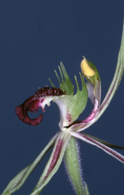 APII jpeg image of Caladenia dilatata  © contact APII