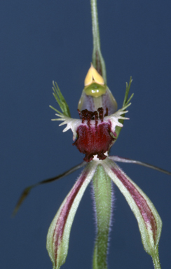 APII jpeg image of Caladenia dilatata  © contact APII