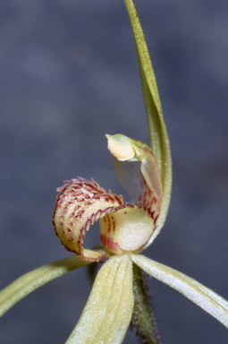 APII jpeg image of Caladenia patersonii  © contact APII