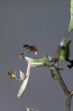 APII jpeg image of Arthrochilus rosulatus  © contact APII