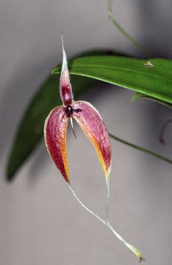 APII jpeg image of Bulbophyllum masdevalliaceum  © contact APII