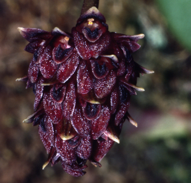 APII jpeg image of Bulbophyllum evasum  © contact APII