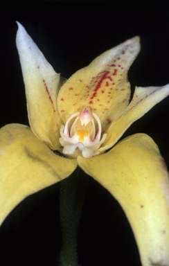 APII jpeg image of Caladenia flava  © contact APII