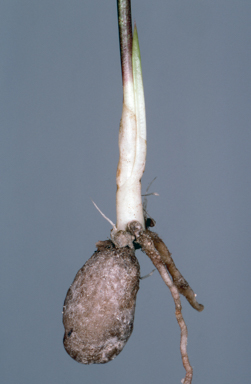 APII jpeg image of Calochilus caeruleus  © contact APII