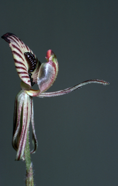 APII jpeg image of Caladenia cairnsiana  © contact APII