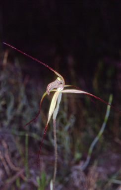 APII jpeg image of Caladenia caesarea  © contact APII