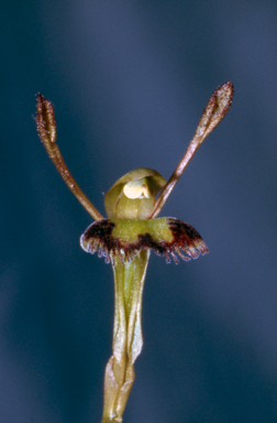 APII jpeg image of Leporella fimbriata  © contact APII