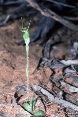 APII jpeg image of Pterostylis clavigera  © contact APII