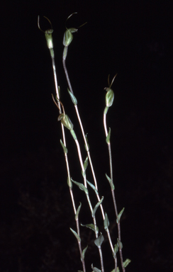 APII jpeg image of Pterostylis karri  © contact APII