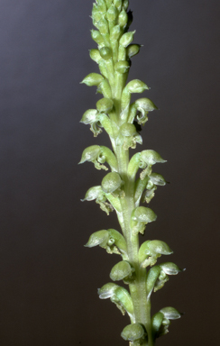 APII jpeg image of Microtis alba  © contact APII