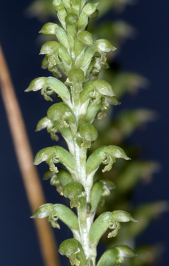 APII jpeg image of Microtis eremicola  © contact APII