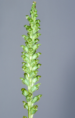 APII jpeg image of Microtis frutetorum  © contact APII