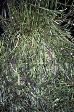 APII jpeg image of Dendrobium malbrownii  © contact APII