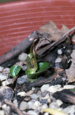 APII jpeg image of Corybas dienemus  © contact APII