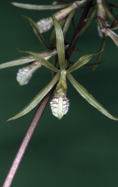 APII jpeg image of Nervilia aragoana  © contact APII