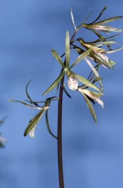 APII jpeg image of Nervilia aragoana  © contact APII