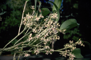 APII jpeg image of Flickingeria clementsii  © contact APII