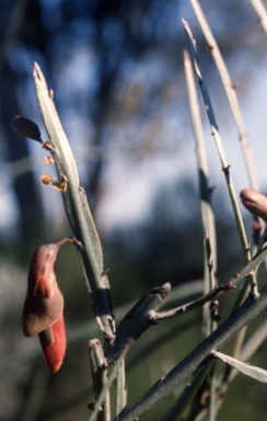 APII jpeg image of Bossiaea walkeri  © contact APII