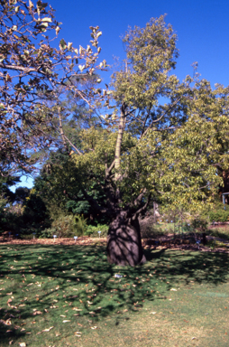 APII jpeg image of Brachychiton rupestris  © contact APII