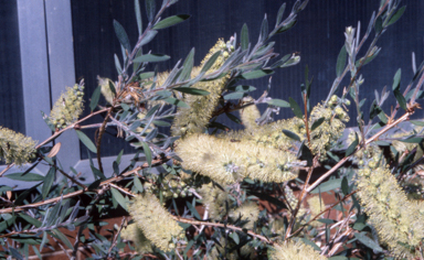 APII jpeg image of Callistemon pallidus  © contact APII