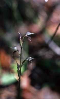 APII jpeg image of Acianthus exsertus  © contact APII
