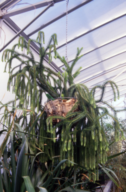 APII jpeg image of Phlegmariurus squarrosus  © contact APII