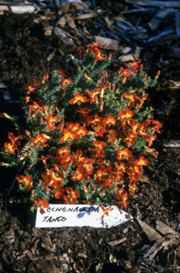 APII jpeg image of Lechenaultia 'Tango'  © contact APII